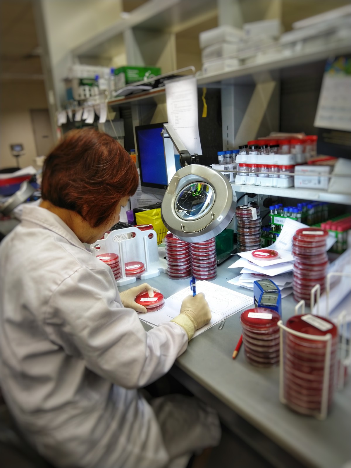  ​A senior staff in the microbiology lab examines the incubated plates with bacteria growth.