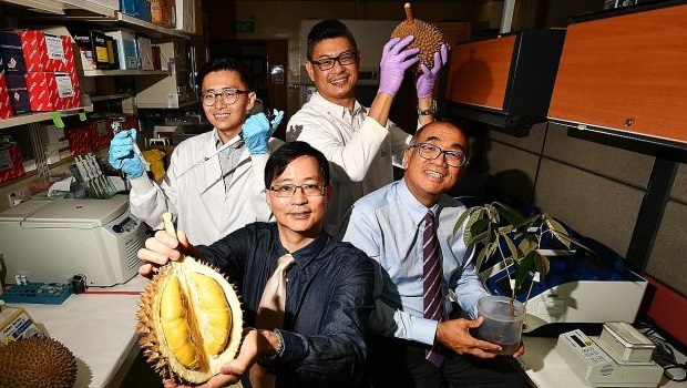  ​(Clockwise from top left) Dr Yong Chern Han (holding a pipette and test tube), 39, research fellow, Cancer & Stem Cell Biology Programme, Duke-NUS Medical School; Mr Cedric Ng, 46, senior research associate, National Cancer Centre Singapore (NCCS); Professor Teh Bin Tean (holding a durian sapling), 52, deputy director (research), NCCS; and Professor Patrick Tan, 49, professor of Cancer & Stem Cell Biology Programme, Duke-NUS Medical School, in their lab at NCCS yesterday.  ST PHOTO LIM YAOHUI   
