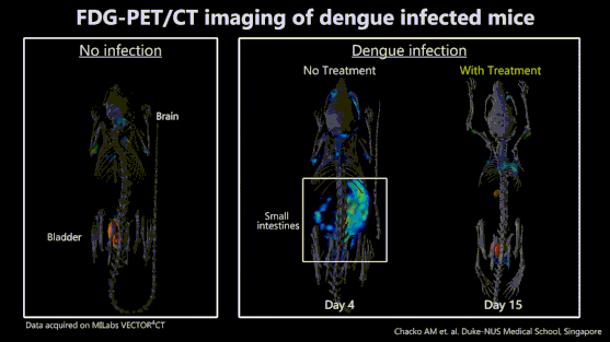  ​ A team from Duke-NUS and SGH found new way to see dengue infection in the body, in real time. 