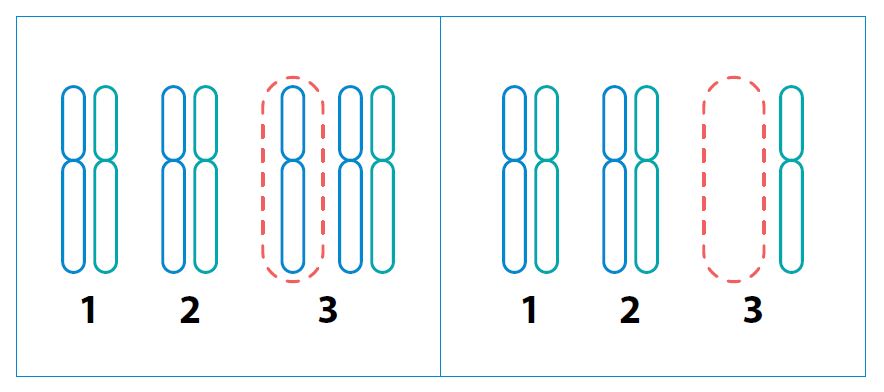 Extra or missing entire chromosomes