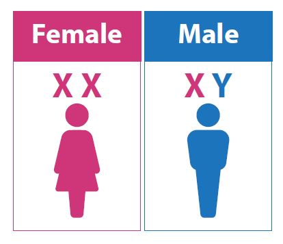 Male and female chromosomes | Singhealth