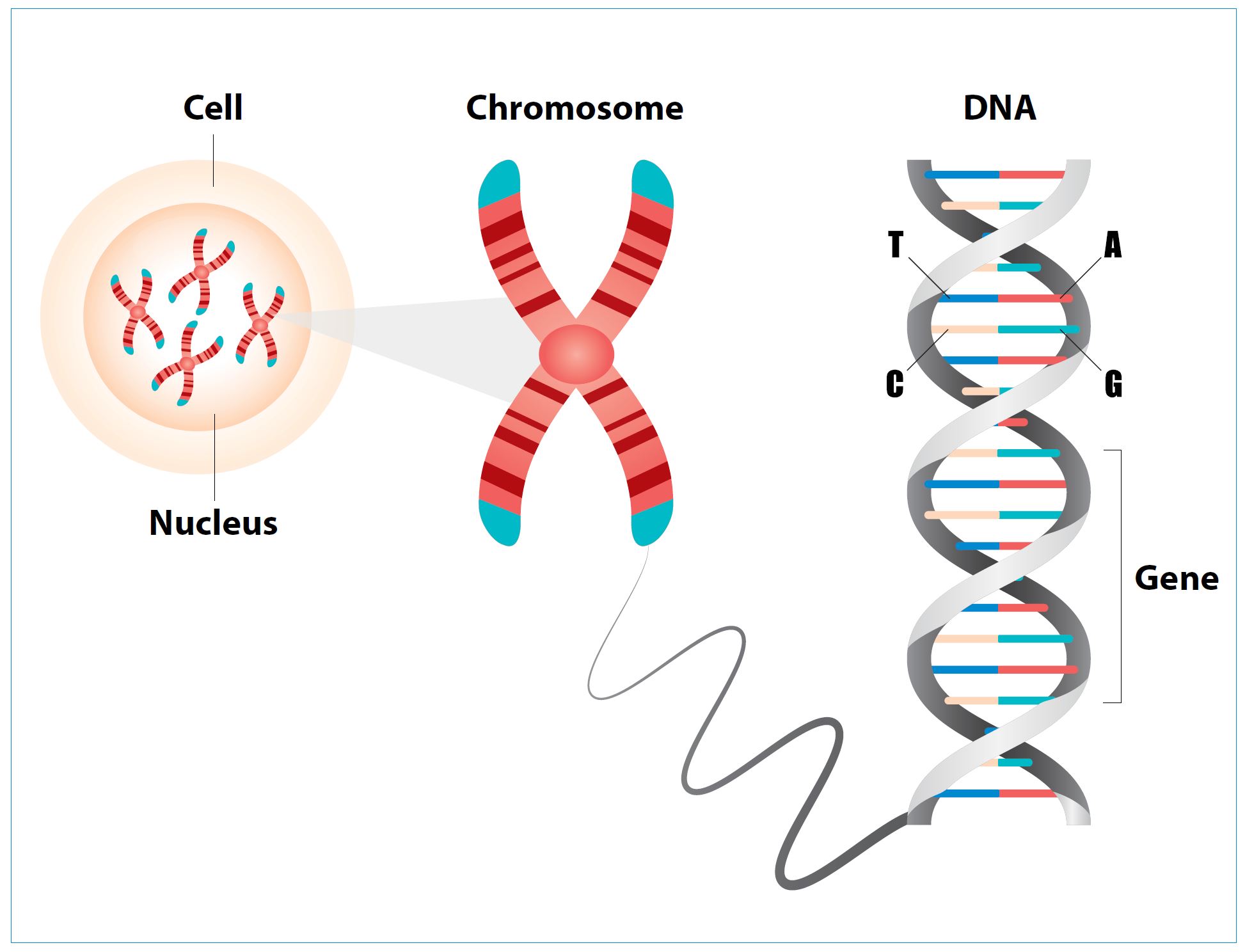 Type of Genetic Testings