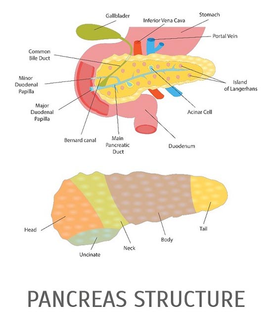 pancreas structure, the parts being affected by pancreatic cancer