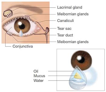 dry eye syndrome - The eye and tear production