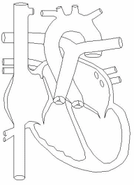 Blood circulation in a normal heart