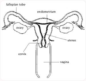 laparascopic bilateral tubal ligation conditions & treatments