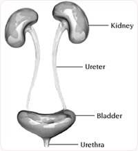 Treatment for overactive bladder at KKH