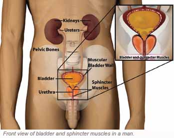 Front view of the bladder and sphincter muscles Singapore General Hospital