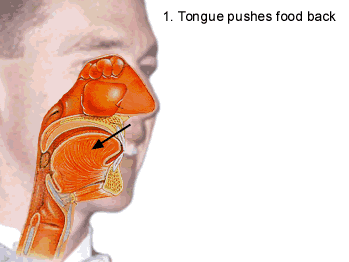 Pharynx as Digestive Organ Singapore General Hospital