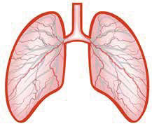 Pulmonary endarterectomy condition treatments - lung and arteries illustration